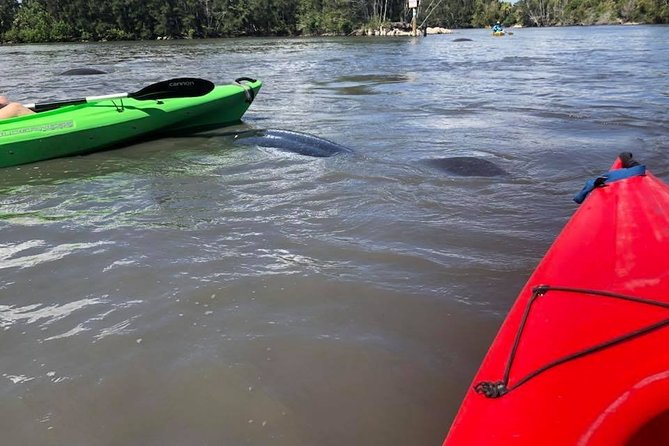 Manatee and Dolphin Kayaking Encounter - Value for Your Time: Gear Included, Time Protected, Wildlife Delivered