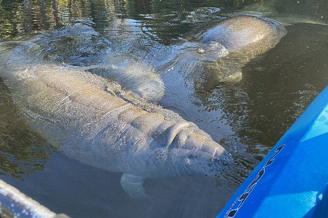 Manatee Kayak Encounter - Key highlights you’ll care about
