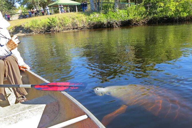 Manatee Kayak Encounter - Crystal River manatees, without the big-boat chaos