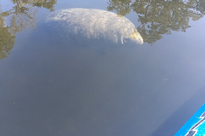 Manatee Kayak Encounter - The Chassahowitzka River wildlife refuge: what your 3 hours look like