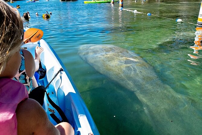 Manatee Kayak Encounter - Spotting manatees: how to manage the day’s uncertainty