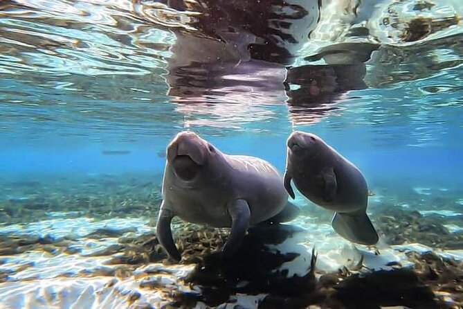 Manatee Kayak Encounter - Guides and the calm “learn something, then watch” rhythm