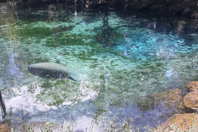 Manatee Kayak Encounter - Value check: what makes this worth the money