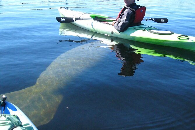 Manatee Kayak Encounter - Starting point: Homosassa, 8690 Co Rd 480, 8:00 am