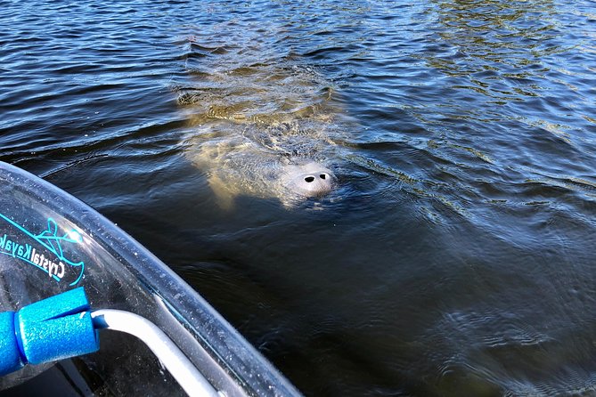 Manatee Season Clear Kayak Tour of Tarpon Springs - Stop 2: Craig Park bayous and the 19th-century settler feel