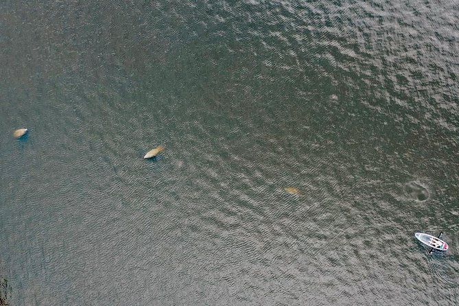 Manatee Season Clear Kayak Tour of Tarpon Springs - Who this tour fits best (and who should adjust expectations)