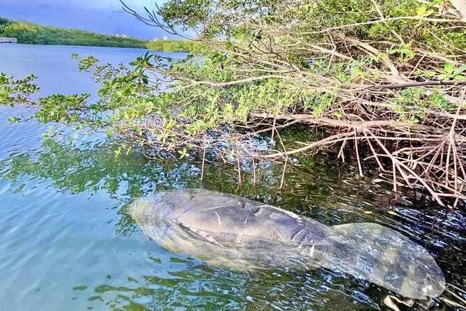 Manatee Season Guided Paddle Tour from Virginia Key - Virginia Key Paddle Tour: Your Route Starts by Miami’s Waterline