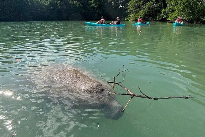 Manatee Season Guided Paddle Tour from Virginia Key - What You’ll Paddle: Lamar Lake, Biscayne Bay, and Atlantic Coast Options