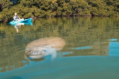 Manatee Season Guided Paddle Tour from Virginia Key - Kayak vs Stand-Up Paddleboard: Pick the Style That Fits You