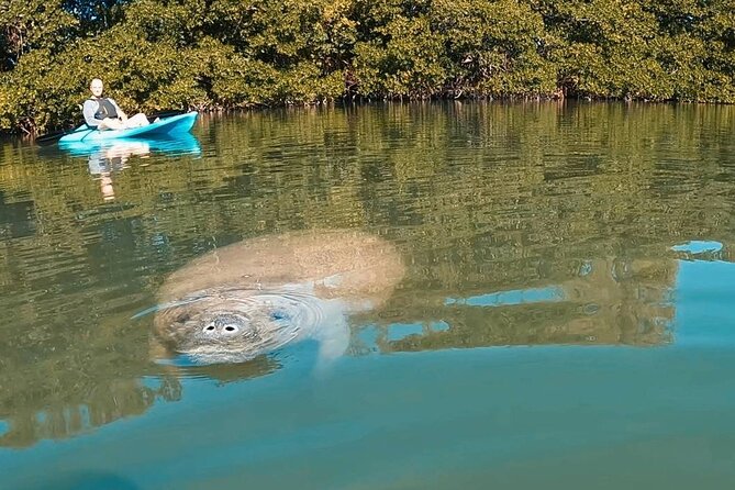 Manatee Season Guided Paddle Tour from Virginia Key - Kayak vs Stand-Up Paddleboard: Pick the Style That Fits You
