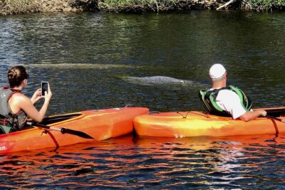 Manatees and Mangrove Tunnels Small Group Kayak Tour - Price and value for a 3-hour Naples kayak
