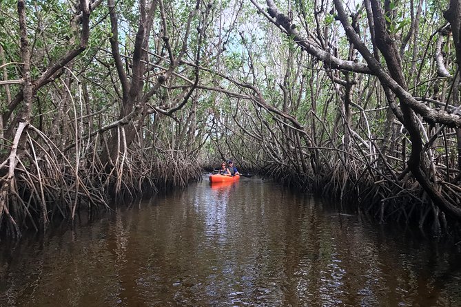 Manatees and Mangrove Tunnels Small Group Kayak Tour - Wildlife variety: beyond manatees, you still get the show