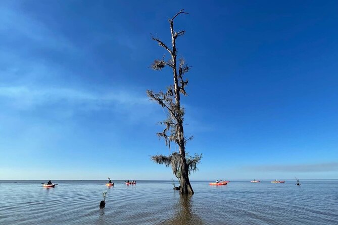 Manchac Swamp Extended 4-Hour Kayak Tour with Pickup - Wildlife Watching That Doesn’t Feel Like a Lecture