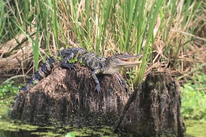 Manchac Swamp Extended 4-Hour Kayak Tour with Pickup - Heat, Mosquitoes, and the Real Prep Checklist
