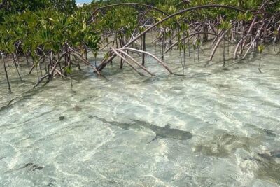 Mangrove Clear Kayak Tour - The 2-hour plan: paddling time, transfer time, and what you actually do