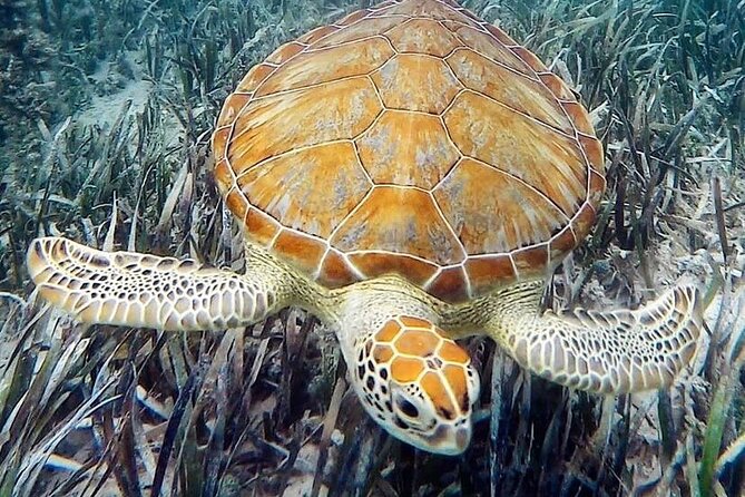 Mangrove Clear Kayak Tour - Pacing and physical demand: moderate effort, not a workout tour