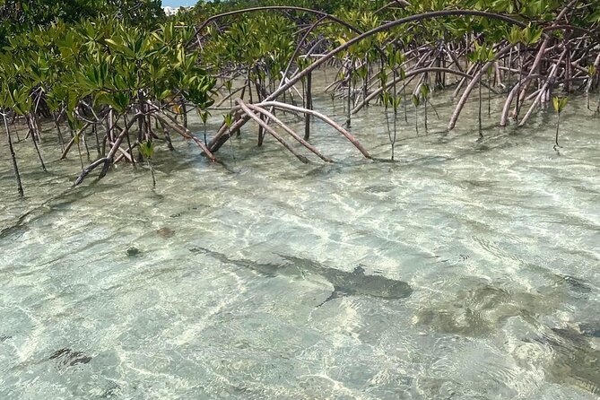 Mangrove Clear Kayak Tour - The 2-hour plan: paddling time, transfer time, and what you actually do