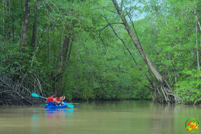 Mangrove Damas Island Kayak Tours - How The Damas Island Kayak Tour Works (And Why It Feels So Personal)