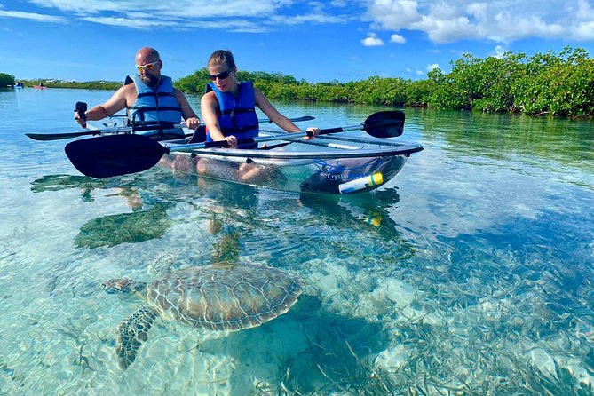 Mangrove & Iguana Clear Kayak Tour - Key Points I’d Prioritize