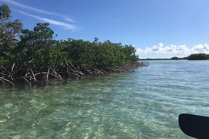 Mangrove & Iguana Clear Kayak Tour - Pickup, Small Groups, and How the Day Actually Feels