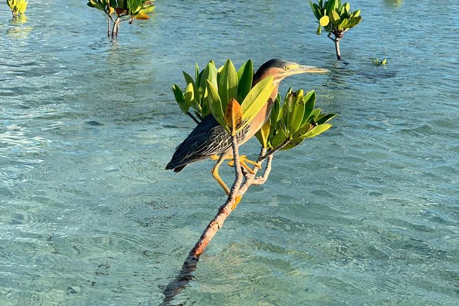 Mangrove & Iguana Clear Kayak Tour - How Much Paddling You’ll Do, and What to Wear