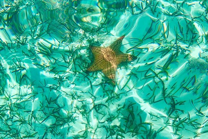 Mangrove & Iguana Clear Kayak Tour - Price and Value: What You’re Really Paying For at $155