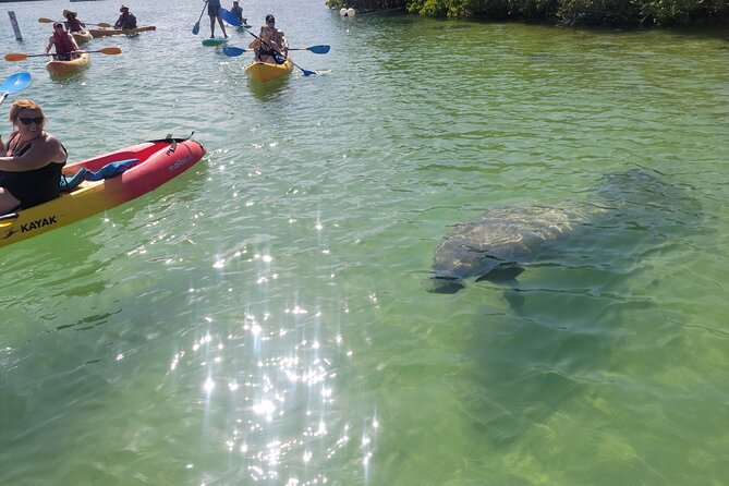 Mangrove Jungle Exploration on SUP/Kayak - Key Things to Know Before You Paddle