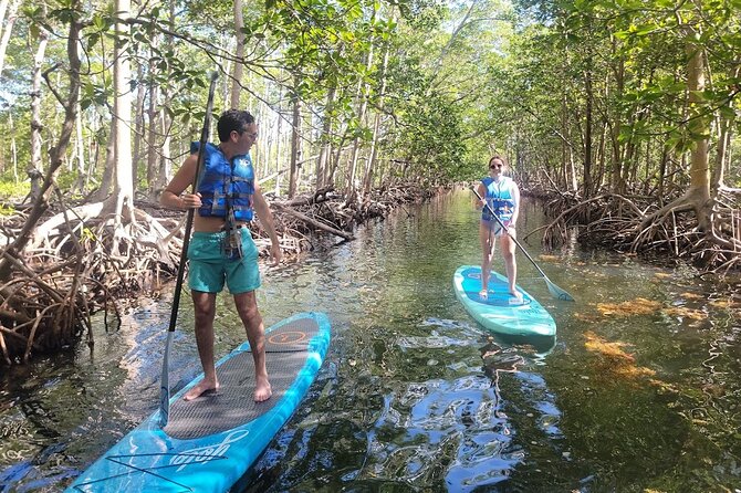 Mangrove Jungle Exploration on SUP/Kayak - Wildlife Expectations: Manatees and Dolphins Are Not a Promise