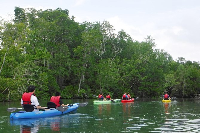 Mangrove Kayaking Adventure in Singapore - Who This Tour Fits Best