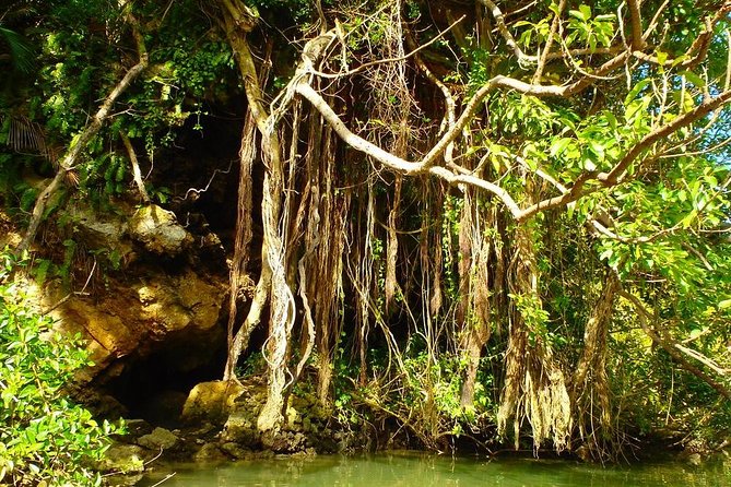 Mangrove kayaking to enjoy nature in Okinawa - Kadena Mangroves: Why kayaking here beats a walk