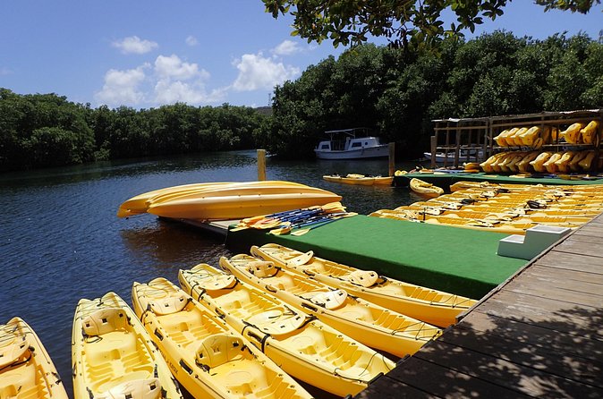 Mangrove Lagoon Kayak Rental in St Thomas - Kayaks, Comfort, and Wildlife Chances (Fish, Eagles Rays, Pelicans)