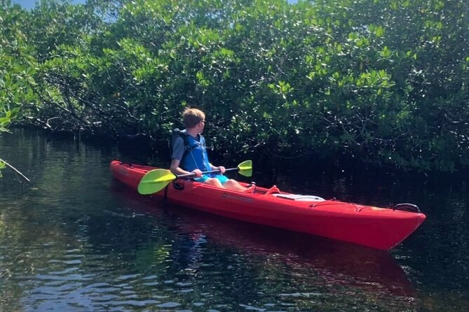 Mangrove Tunnel Kayak Adventure in Key Largo - Wildlife spotting in the mangroves: what you can realistically expect