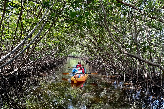 Mangrove Tunnel Kayak Eco Tour - Key Things I Think You’ll Really Care About