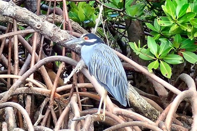 Mangrove Tunnel Kayak Eco Tour - Mangrove Tunnels at West Lake Park: Why This One Feels Worth $75