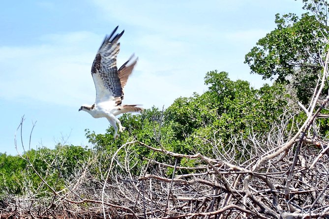 Mangrove Tunnel Kayak Eco Tour - Wildlife Watching: Birds, Mangroves, and the Reality of Nature