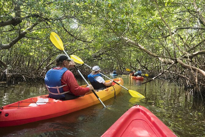 Mangrove Tunnels Kayak Tour (Photographer Included)- Marco Island - Kayak setup and rules: single vs tandem and who should plan ahead