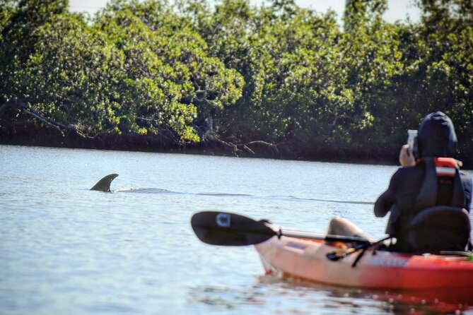 Mangrove Tunnels Kayak Tour (Photographer Included)- Marco Island - Price and value of a $59, nearly two-hour guided paddle