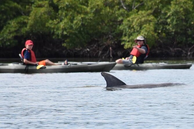 Mangrove Tunnels Kayak Tour (Photographer Included)- Marco Island - Should you book this Mangrove Tunnels kayak tour from Marco Island?