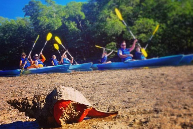 Mangrove Tunnels & Mudflats Kayak Tour - Local Biologist Guides - Paddling near Marco Island: launching from Isle of Capri Paddlecraft Park
