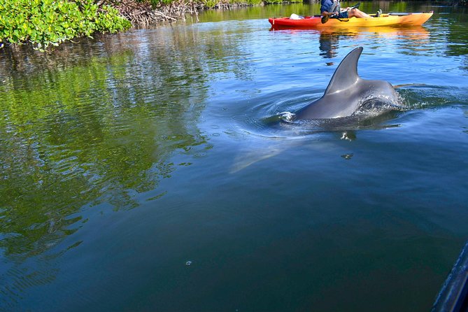Mangrove Tunnels & Mudflats Kayak Tour - Local Biologist Guides - Kayak setup: single seats, tandem options, and who this tour fits