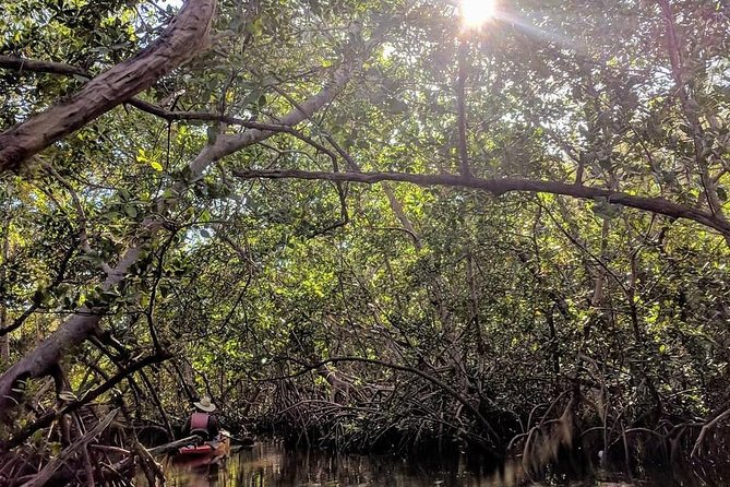 Mangrove Tunnels Pedal Kayak Eco-Tour in Anna Maria - Why Neal Preserve’s mangrove tunnels feel different in person