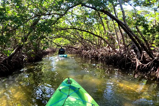 Mangrove Tunnels Pedal Kayak Eco-Tour in Anna Maria - Who this eco-tour suits best