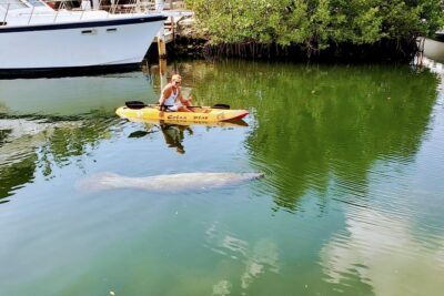 Mangroves and Manatees - Guided Kayak Eco Tour - Wildlife Odds: Manatees, Rays, Turtles, and More