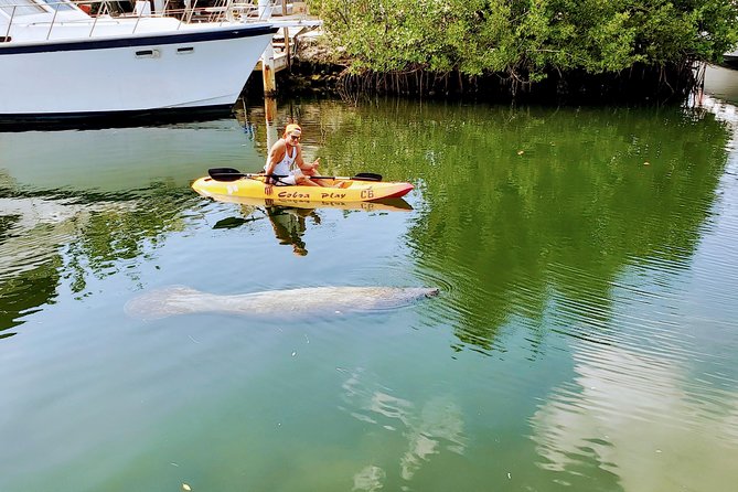 Mangroves and Manatees - Guided Kayak Eco Tour - Wildlife Odds: Manatees, Rays, Turtles, and More