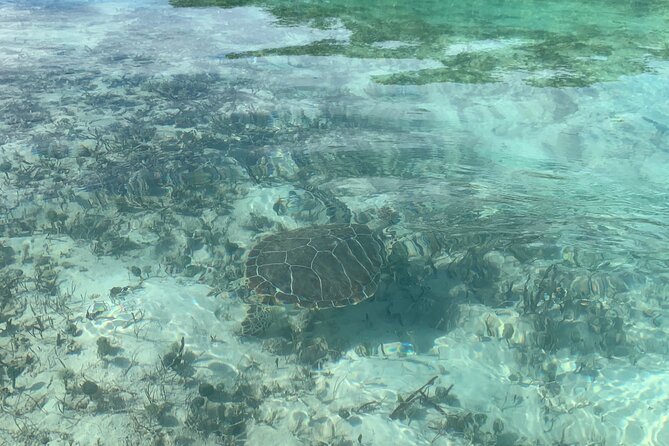 Mangroves Kayak Tour - Mangroves Kayak Tour in Providenciales: The Big Idea