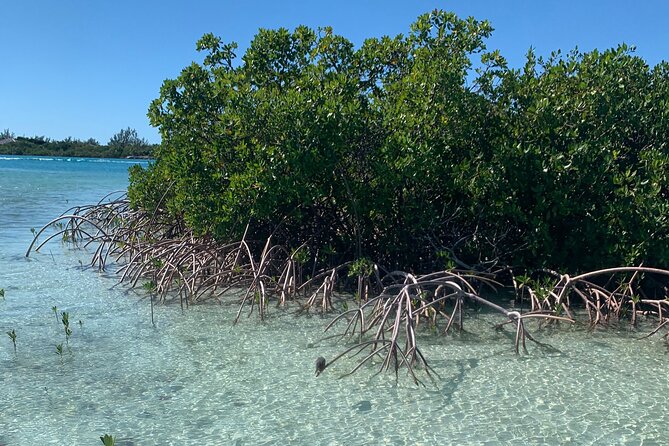 Mangroves Kayak Tour - The About-Two-Hour Rhythm: How the Tour Moves