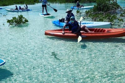 Mangroves Kayak Tour - Paddle Into the Mangroves: What You’ll See on the Water
