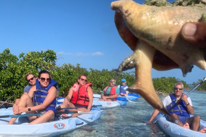 Mangroves Kayak Tour - Price and Value: Is $100 a Fair Deal?