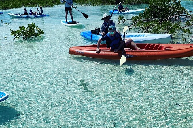 Mangroves Kayak Tour - Paddle Into the Mangroves: What You’ll See on the Water