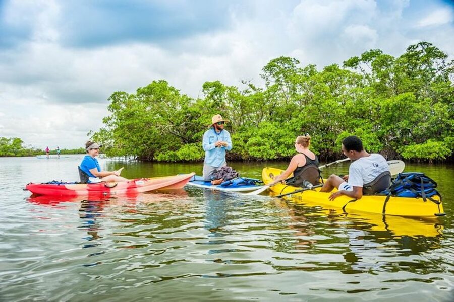 Marco Island: Kayak Mangrove Ecotour in Rookery Bay Reserve - Wildlife Chances You’ll Actually Get to Look For